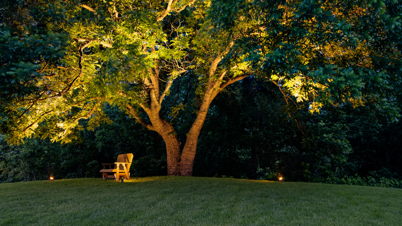 A tree lit by landscape lighting in the evening, nearby garden background is also visible